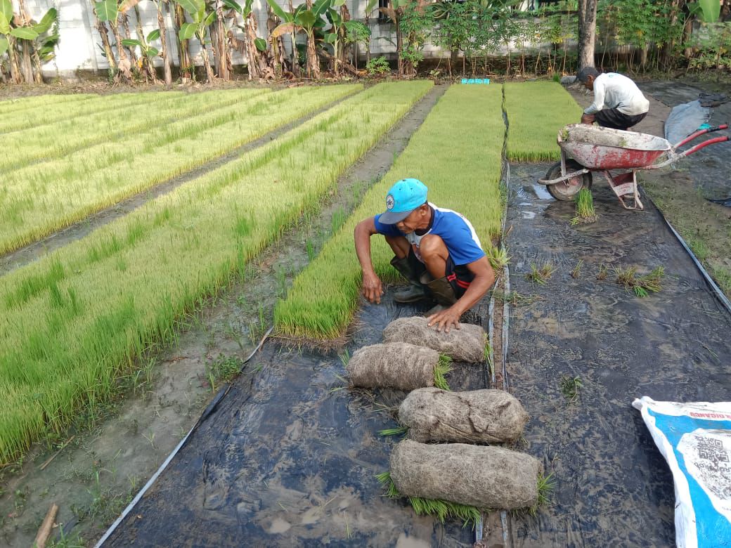 JADI PERCONTOHAN: Kini sekitar 30 hektare lahan di Desa Sidorejo yang diolah secara organik.