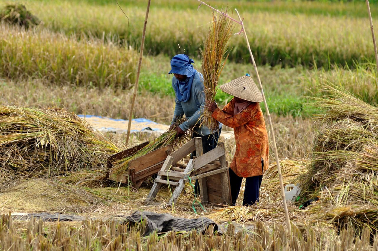 PANEN PADI: Petani sedang memanen padi, Pemkab Bojonegoro menargetkan tahun depan produksi tertinggi ke dua se jatim
