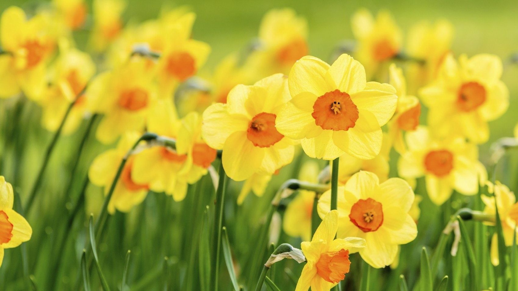 INDAH: Bunga Jonquil merupakan bunga kelahiran Maret.