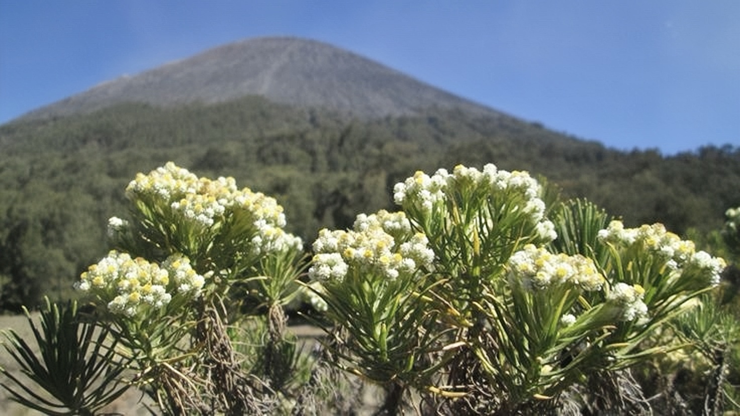 Bunga Edelweiss.