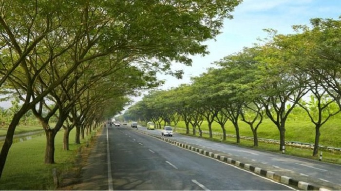 TEDUH: Pohon Trembesi cocok ditanam di sepanjang jalan protokol. Indah dan meneduhkan.