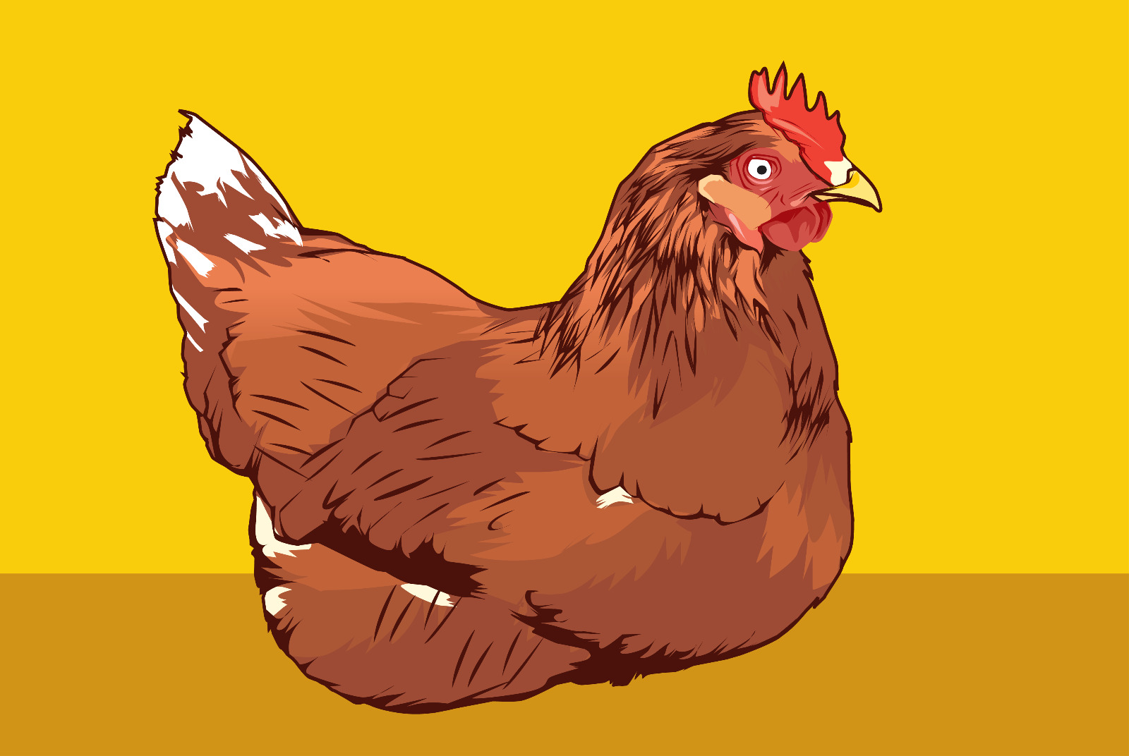 Ilustrasi ayam petelur.