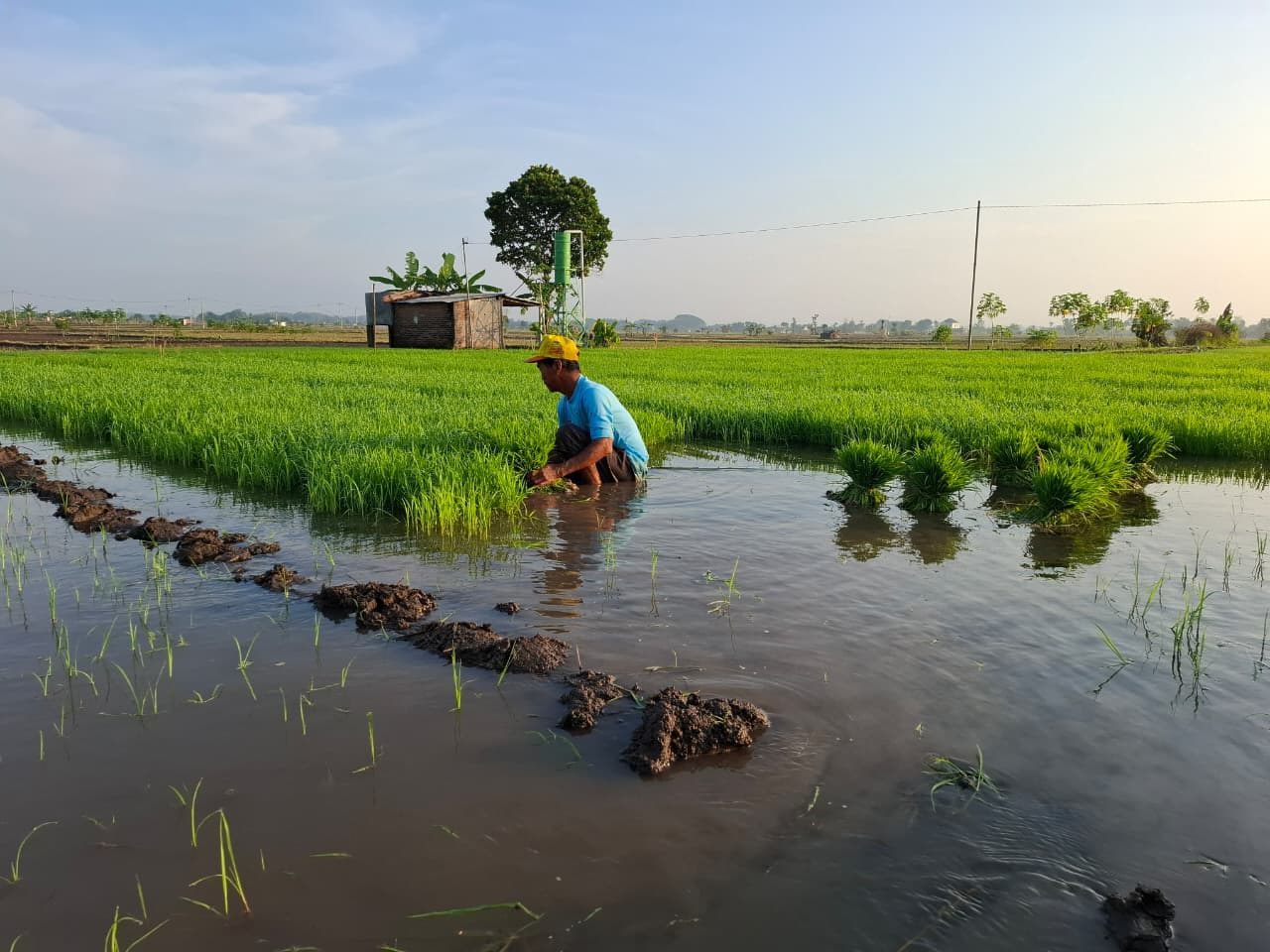 PEMBIBITAN: Seorang petani di Desa Sumberarum, Kecamatan Dander sedang mencabut bibit padi.
