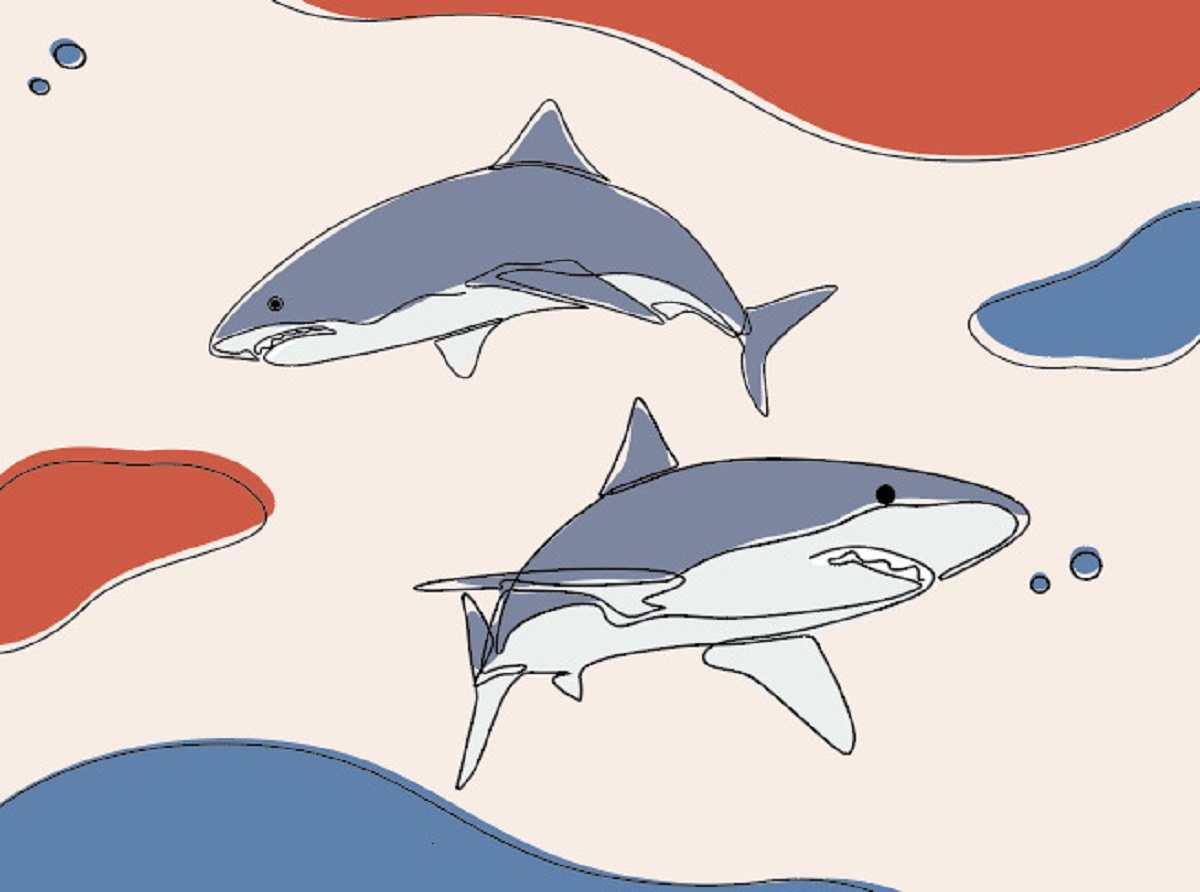 Ilustrasi ikan hiu.