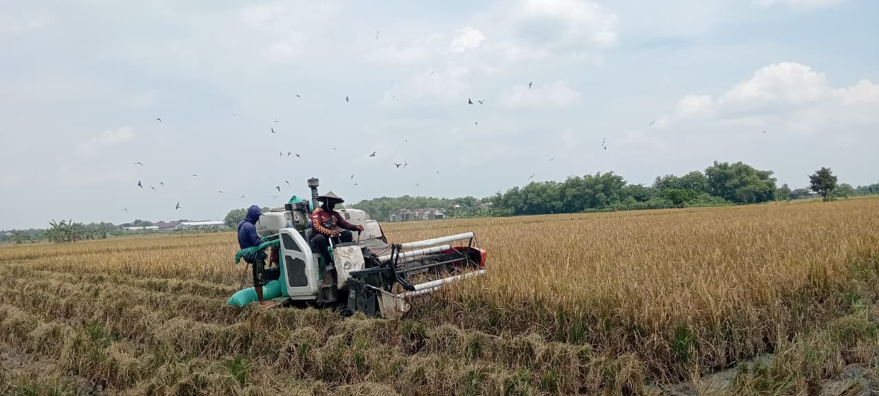 PANEN RAYA: Petani di wilayah Desa Bakalan, Kecamatan Kapas sedang memanen padi menggunakan alat harvester.