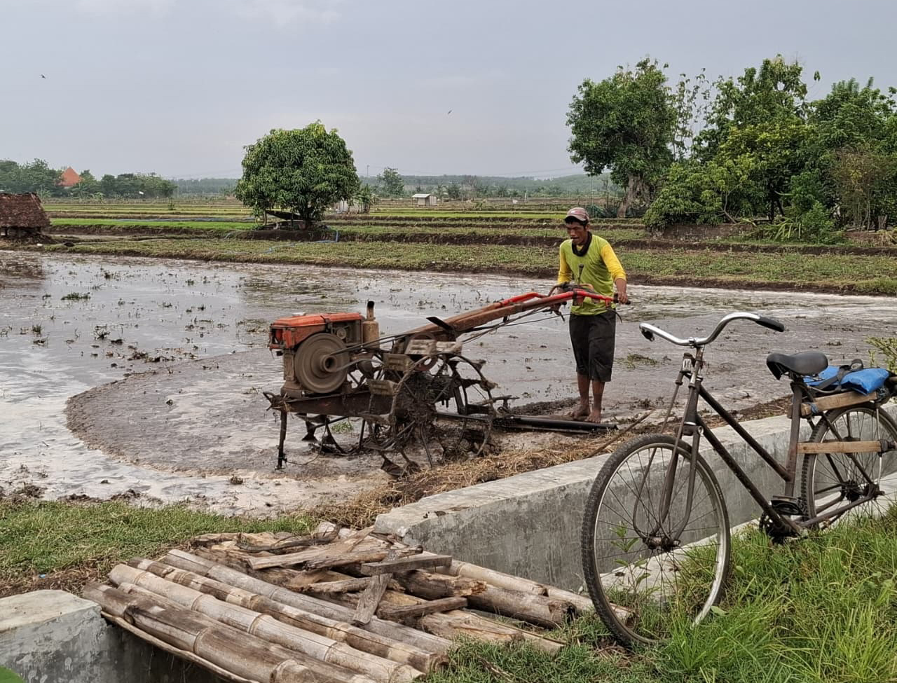 BAJAK SAWAH: Petani sedang membajak sawahnya sebelum menanam padi. Cuaca tak menentu membuat petani was-was.