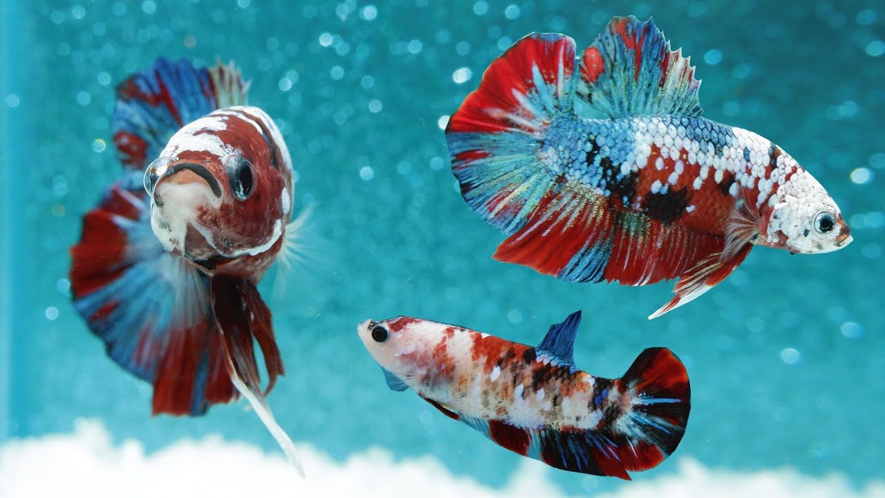 CUPANG: Akuarium ikan cupang setidaknya bisa diisi air minimal lima liter. Agar ikan cupang bisa bergerak leluasa.