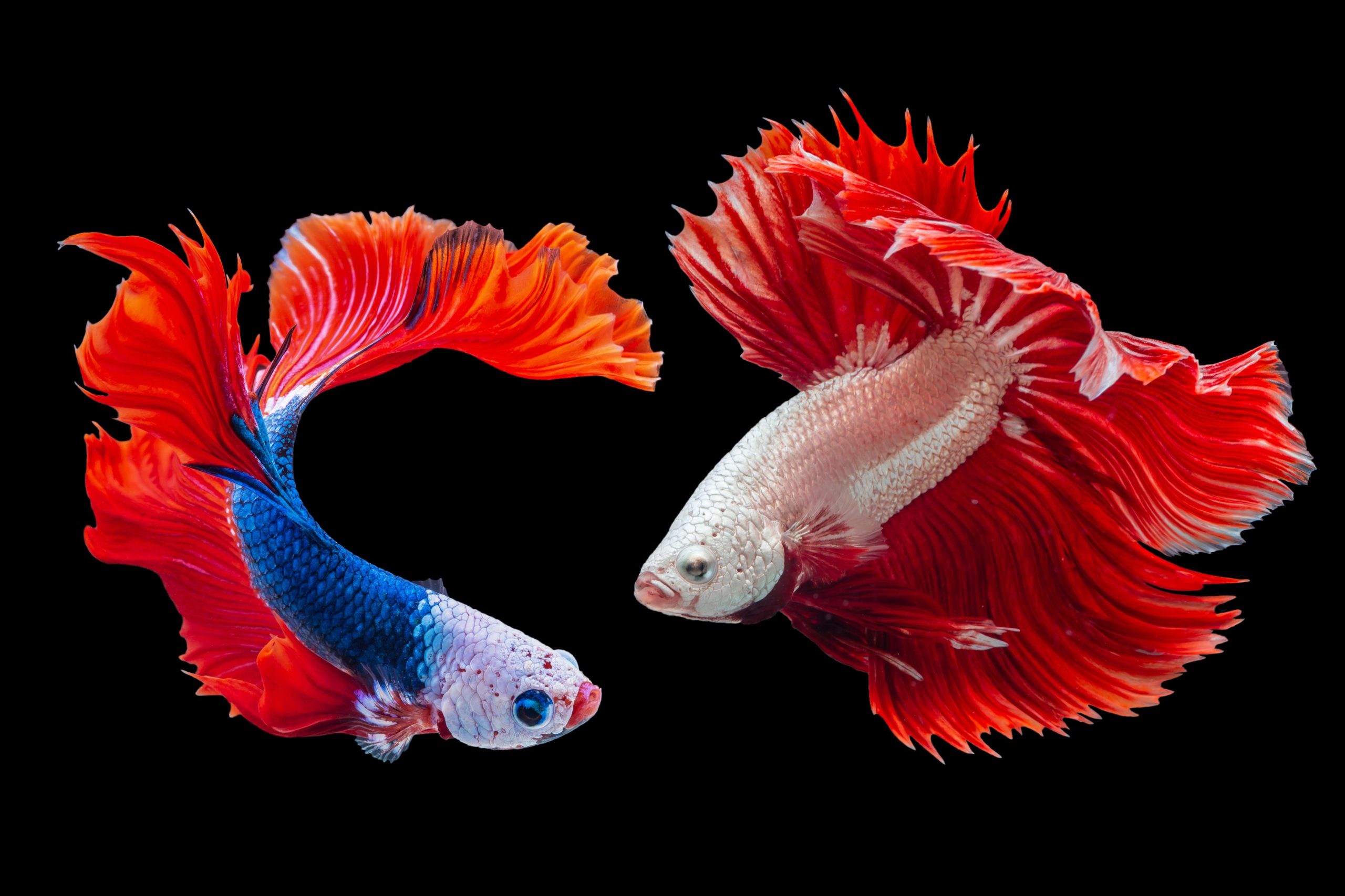 PESONA IKAN CUPANG: Banyak orang tertarik merawat ikan cupang karena keindahan warna sirip dan ekornya.