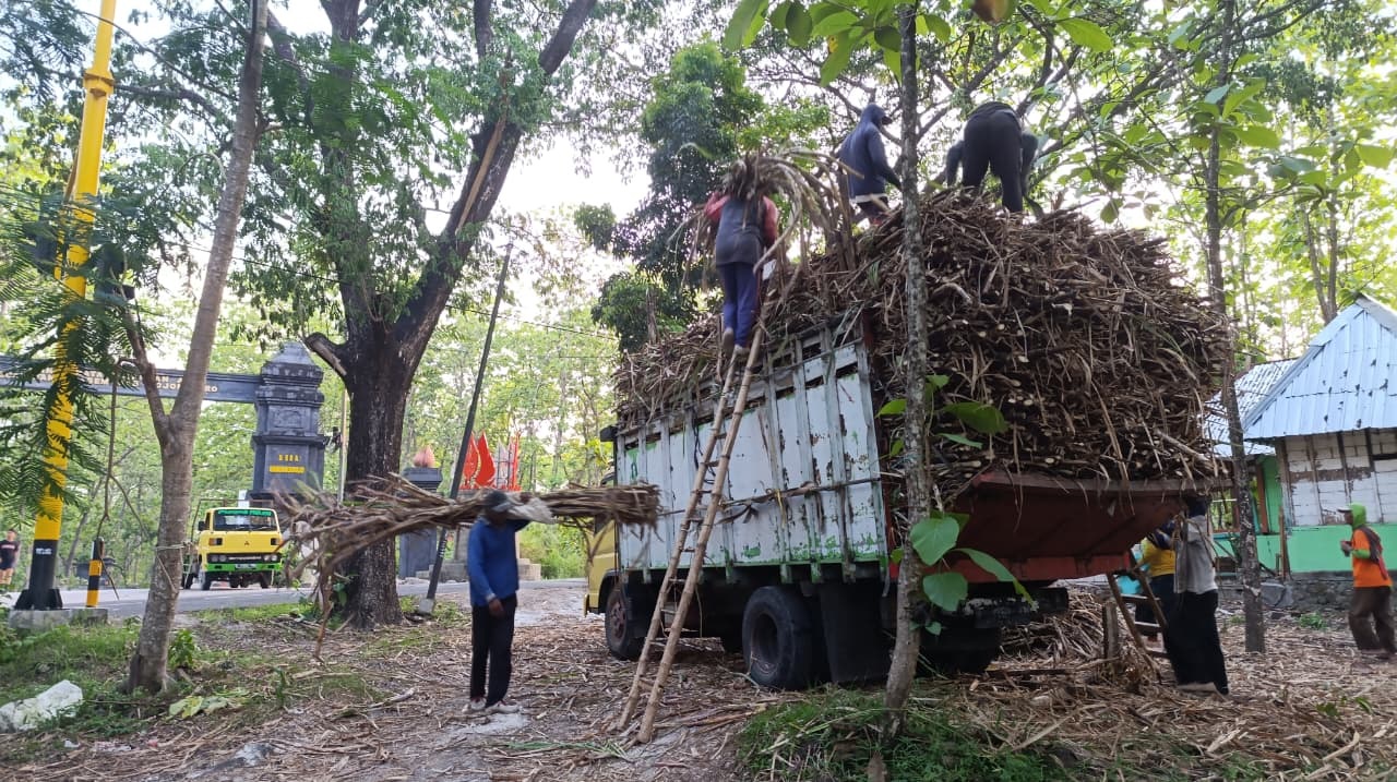 TEBU DARI HUTAN: Panen tebu dari lahan hutan yang tersebar di Kecamatan Bubulan, Temayang, Dander, Ngasem, Kedungadem, dan Sugihwaras.