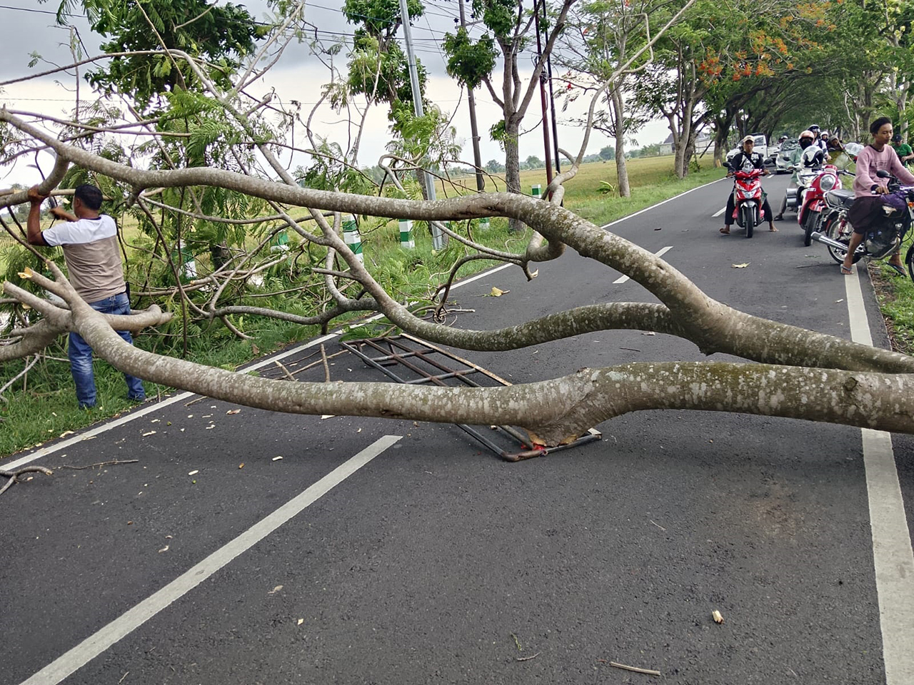 MENGHADANG JALAN: Angin kencang mematahkan ranting pohon hingga menghadang Jalan Raya Desa Jatiblimbing-Desa Sumberarum, Kecamatan Dander kemarin (22/10).
