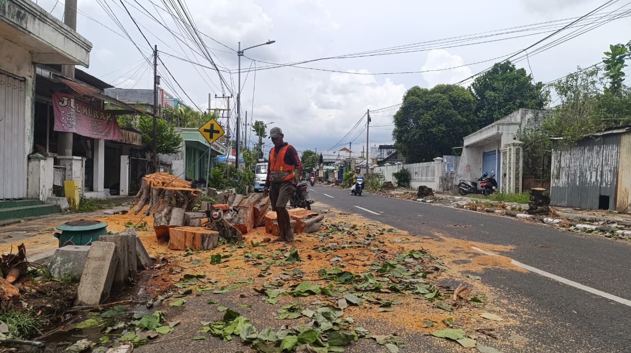 PENEBANGAN: Pohon-pohon di Jalan WR. Supratman, dilakukan penebangan sebelum dilakukan pembangunan trotoar.