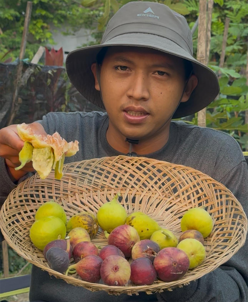 PANEN: Tunggul pamerkan hasil panen buah tin dari kebunnya. Setiap hari bisa memanen 3-4 kilogram.