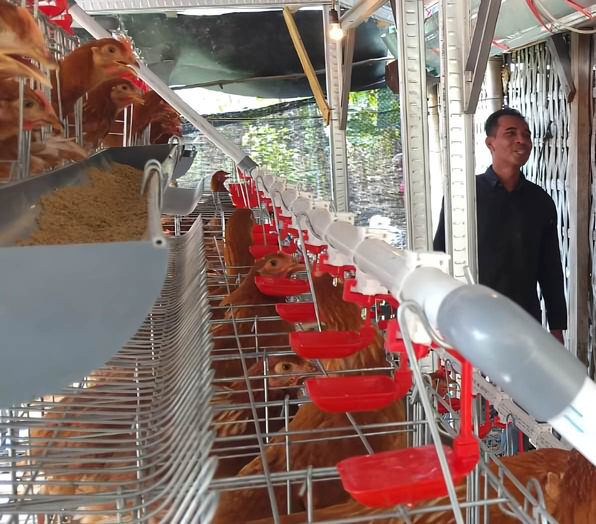 AYAM PETELUR: Program gayatri yang awalnya hanya 400 penerima, ditambah 5.000 penerima dengan dengan total anggaran sekitar Rp 92 miliar.