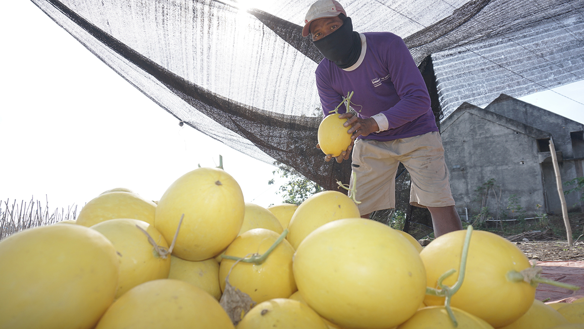 PANEN: Petani di kawasan Kecamatan Temayang sedang panen melon pada September lalu.