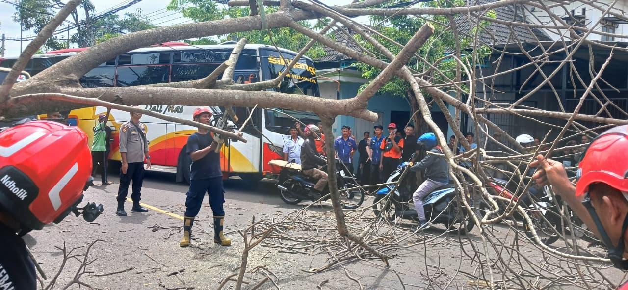 MACET: Personel damkar mengevakuasi pohon tumbang di Jalan Raya Bojonegoro-Babat turut Desa Trojalu, Kecamatan Baureno, Minggu (9/11).