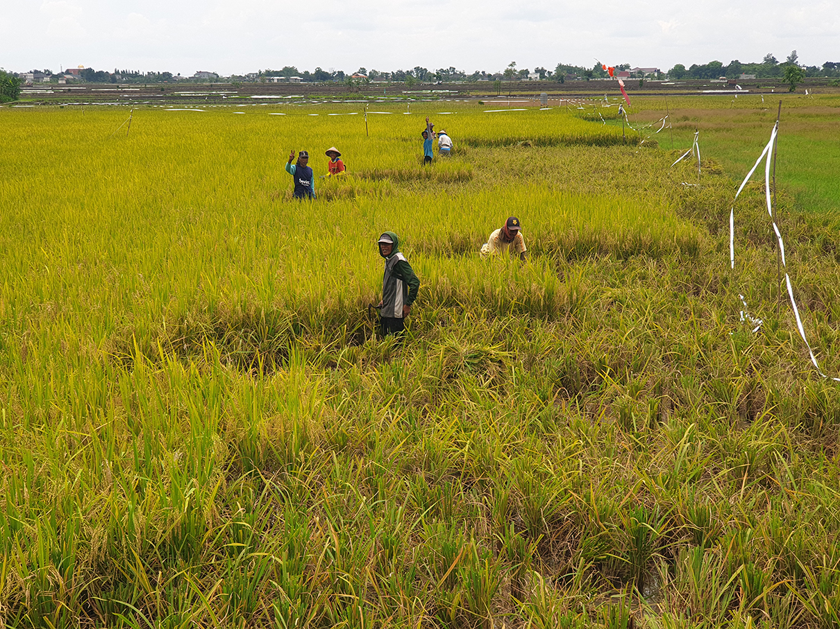 PANEN PADI: Produksi padi di Bojonegoro tercatat sebanyak 886,44 ton  GKG,  meningkat dibanding 2024 sekitar 710,53 ton GKG.