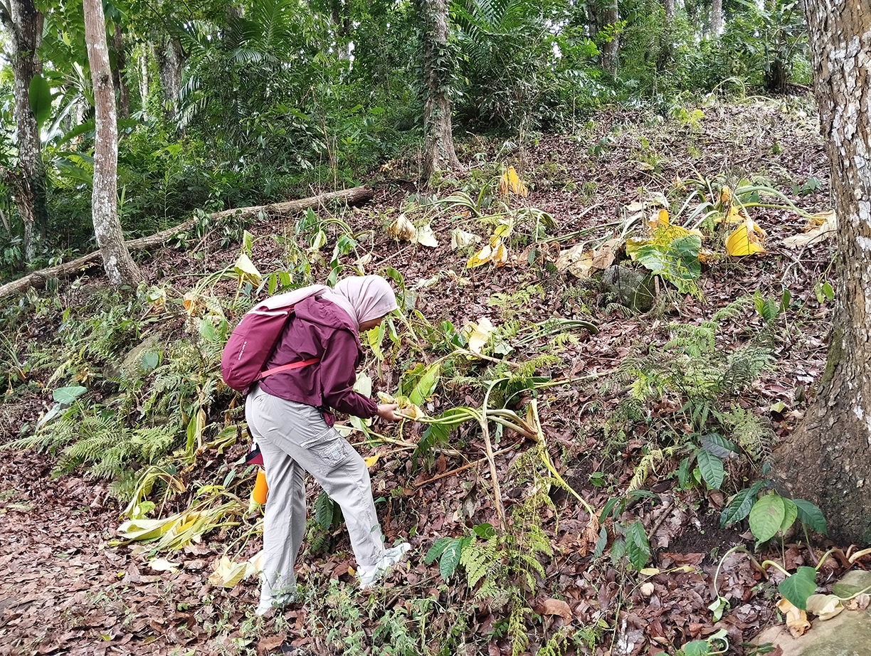 PANEN PORANG: Kaki Gunung Pandan, tepatnya di Desa Klino, Kecamatan Sekar menjadi lumbung porang.