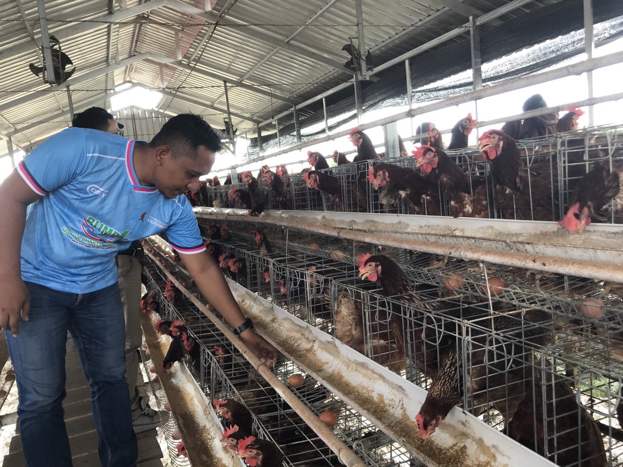 AYAM PETELUR: Kepala Desa Kaliombo mengecek kandang ternak ayam petelur.