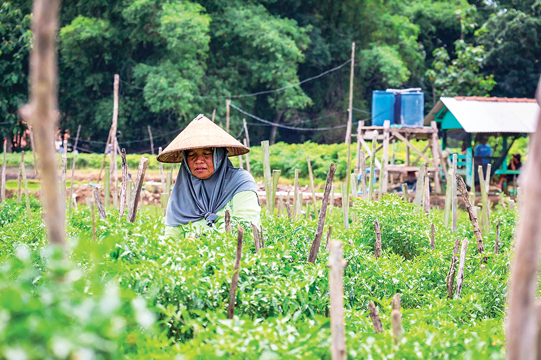 KETAHANAN PANGAN: Bappenas menunjuk lima kecamatan dan empat desa/ kelurahan di Kabupaten Blora sebagai kawasan sentra produksi pertanian.