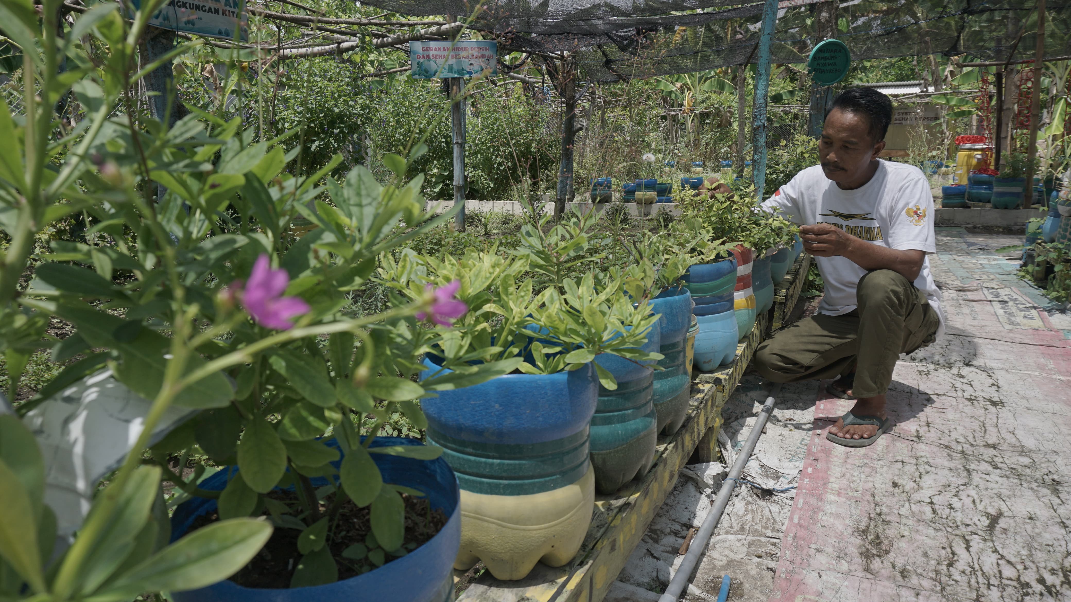 Tanaman di Rumah Toga Sri Sutrisno, Desa Sambiroto, Kecamatan Kapas, Kabupaten Bojonegoro terdapat 70 jenis tanam herbal.
