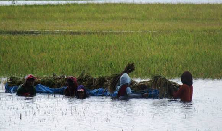 LANGGANAN BANJIR: Petani di Desa Ngulanan terpaksa panen padi lebih dini, karena sawahnya sering terendam banjir.