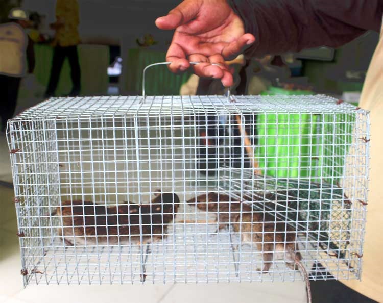 PERANGKAP HIDUP: Gunakan kotak perangkap tikus.