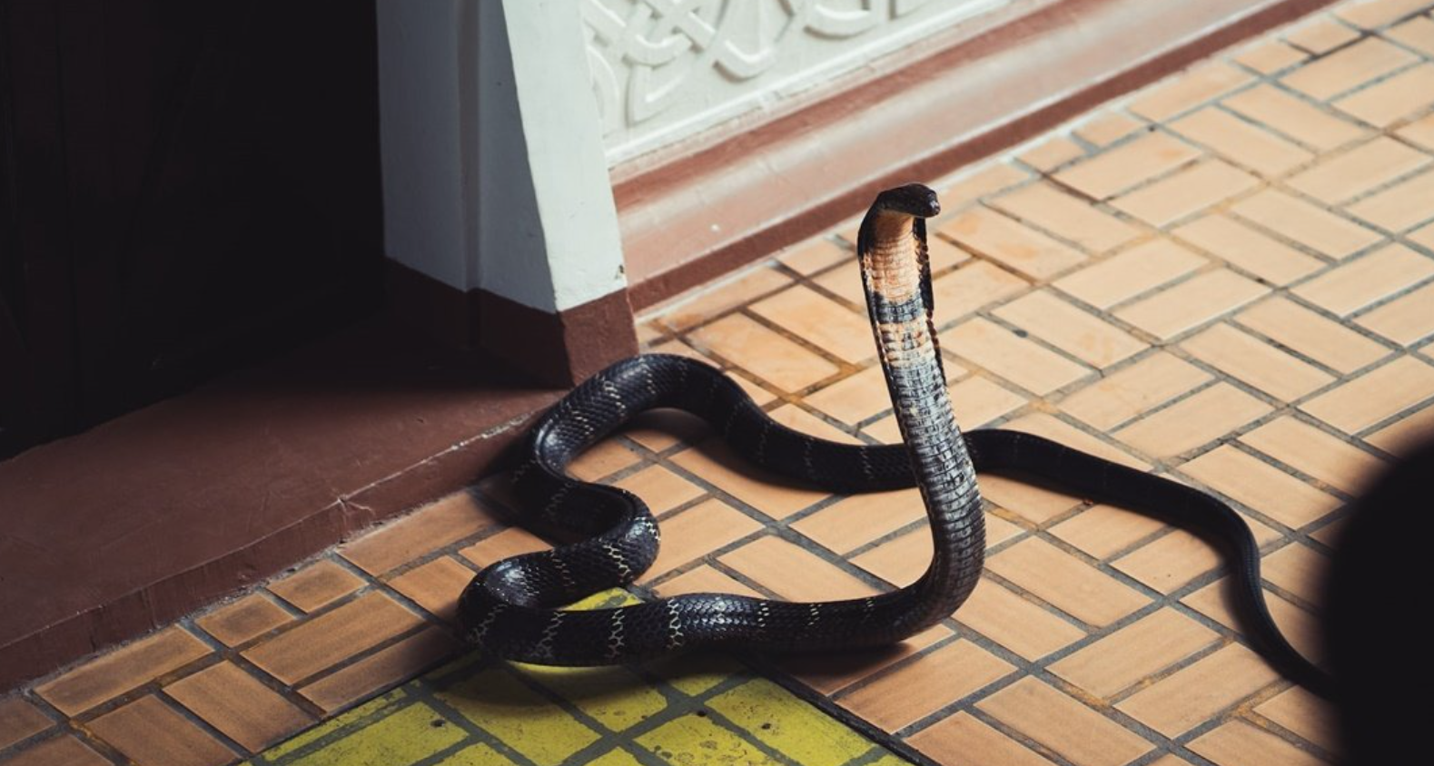 WASPADA: Jaga kebersihan rumah, agar tidak ada ular yang masuk rumah.