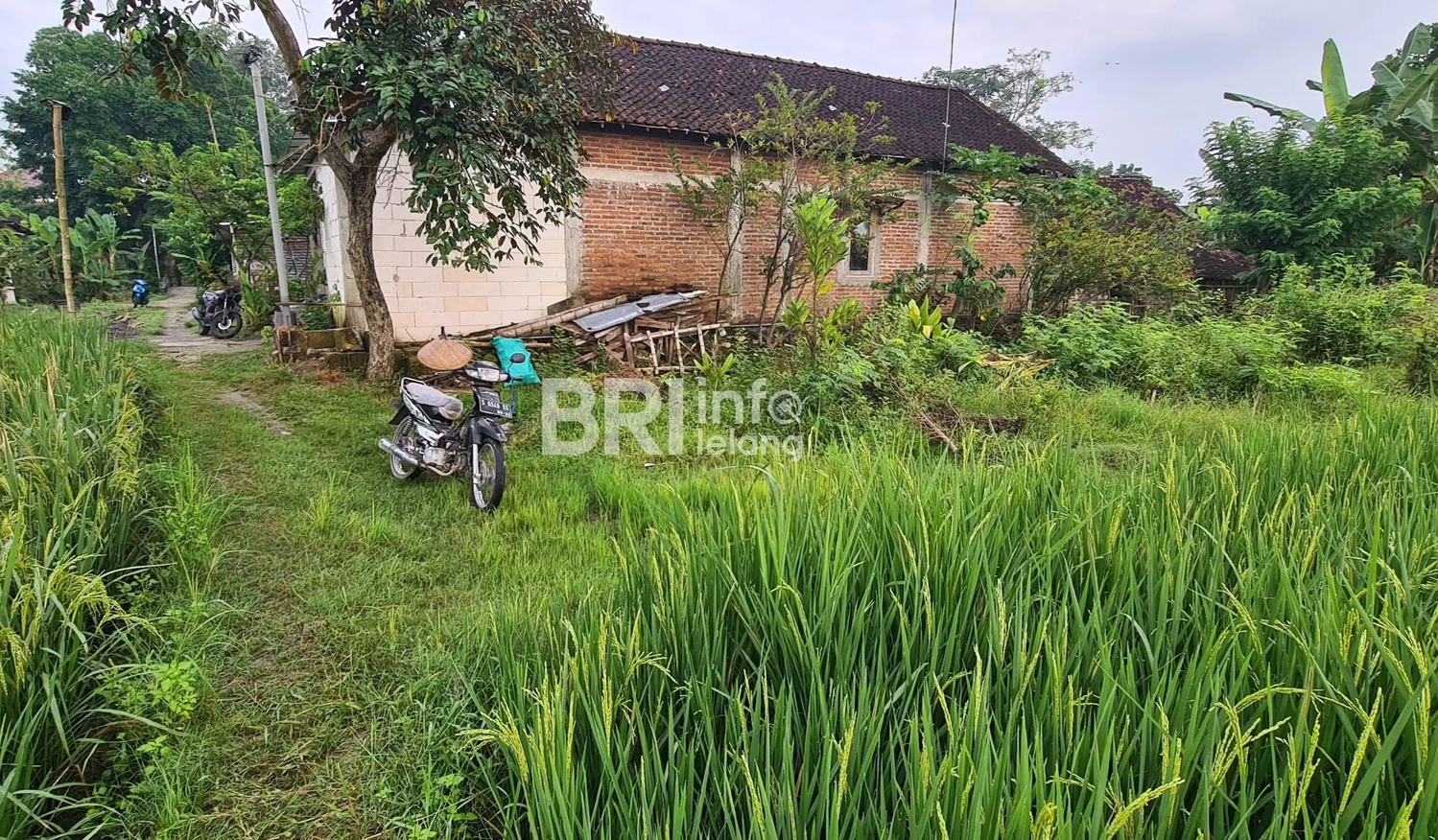 Lelang tanah murah di Sumberrejo Bojonegoro.