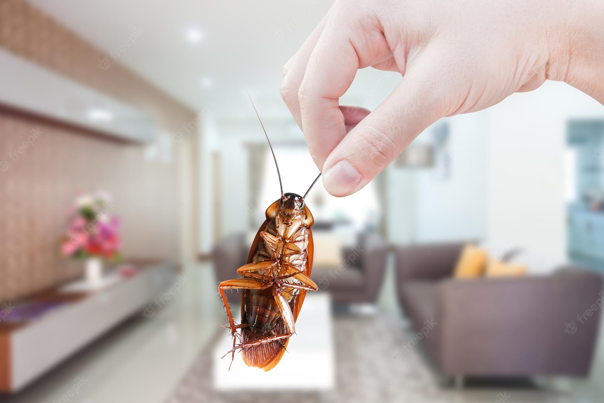 WASPADA: Berikut 3 tips ampuh mengusir kecoak di dalam rumah tanpa ribet.