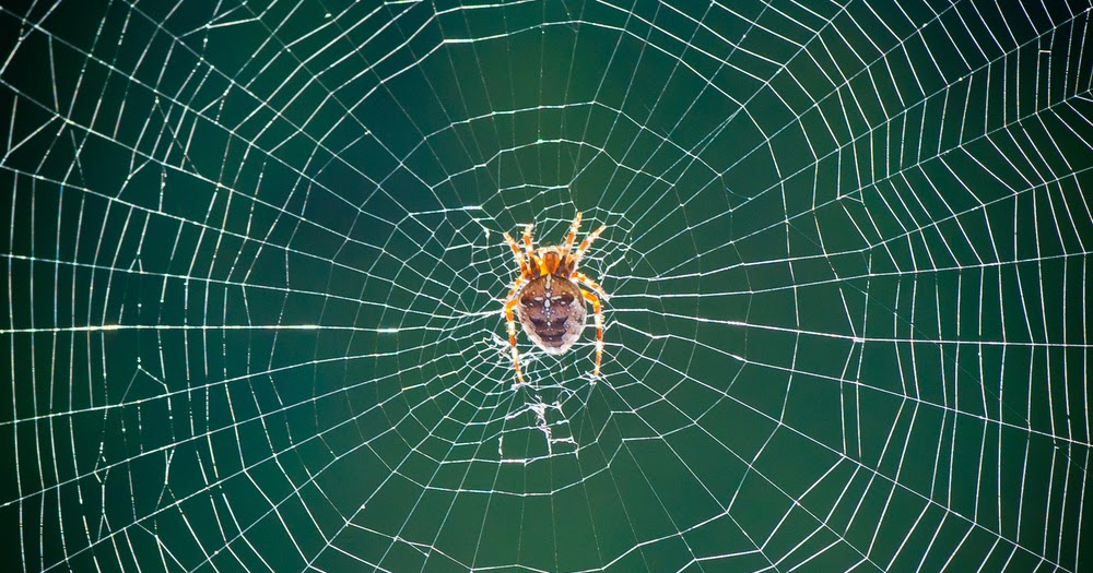 TIPS: Cara mengusir sarang laba-laba di dalam rumah.