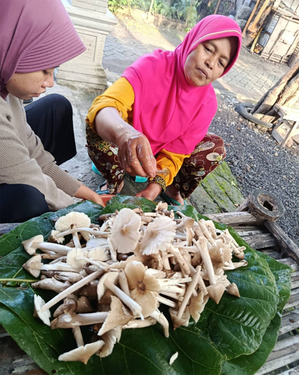 BERBURU: Masyarakat yang tinggal di kawasan hutan kerap berburu jamur barat untuk konsumsi pribadi atau dijual.