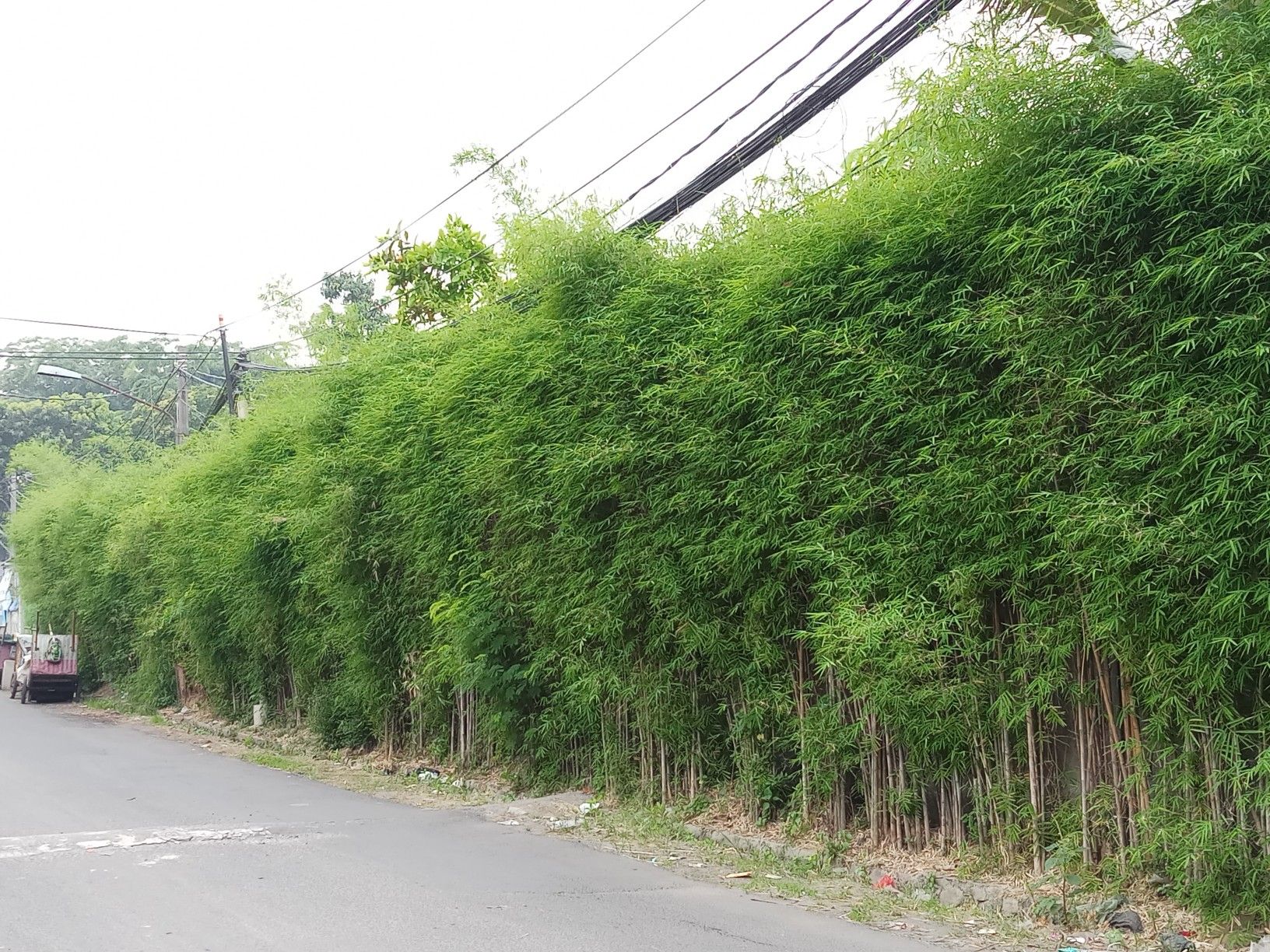 POHON: Bambu Jepang bisa jadi opsi untuk ditanam di halaman rumah.