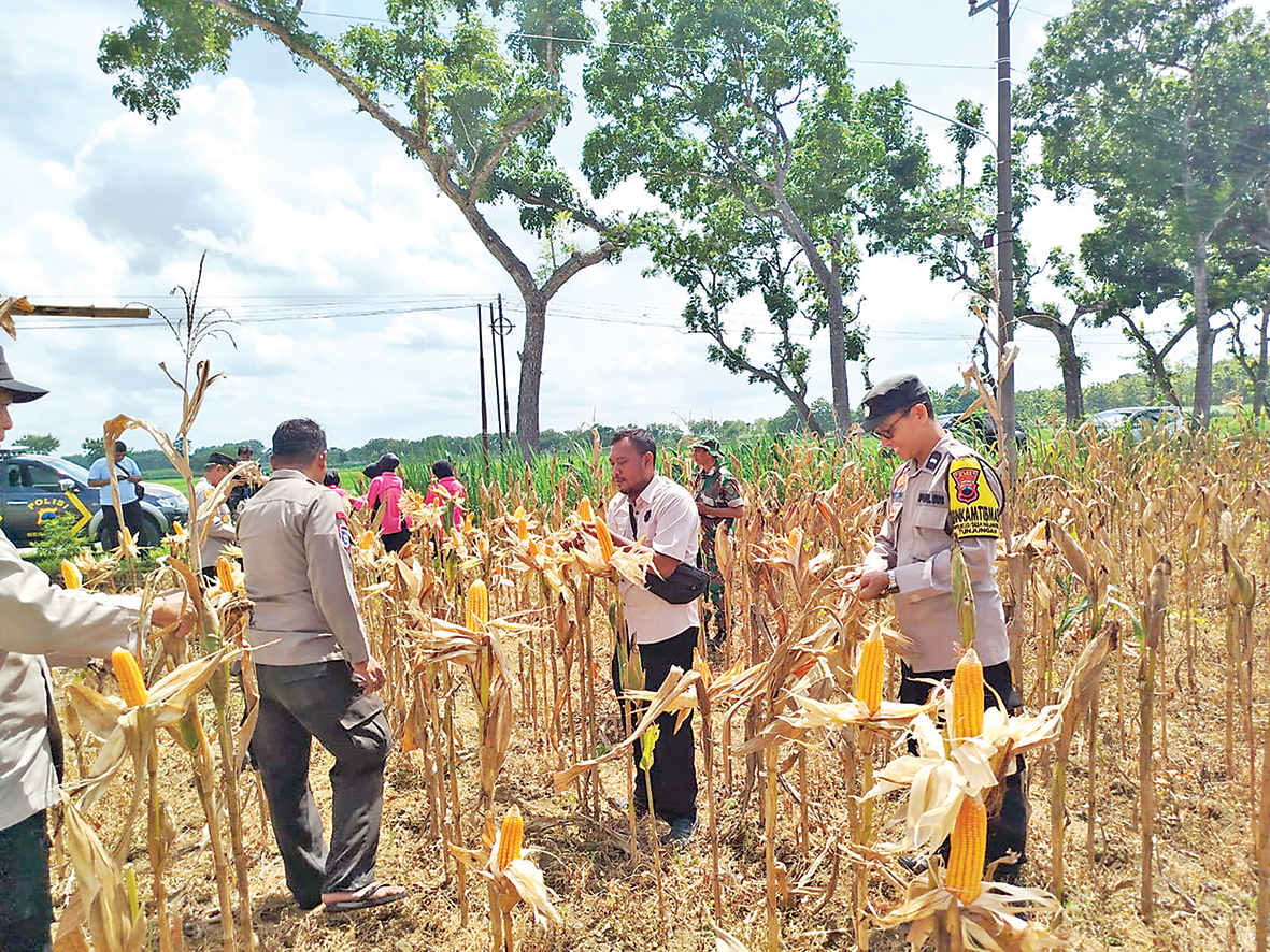 PANEN : Anggota Polsek Tunjungan, Blora ikut panen raya jagung di lahan Perhutani.