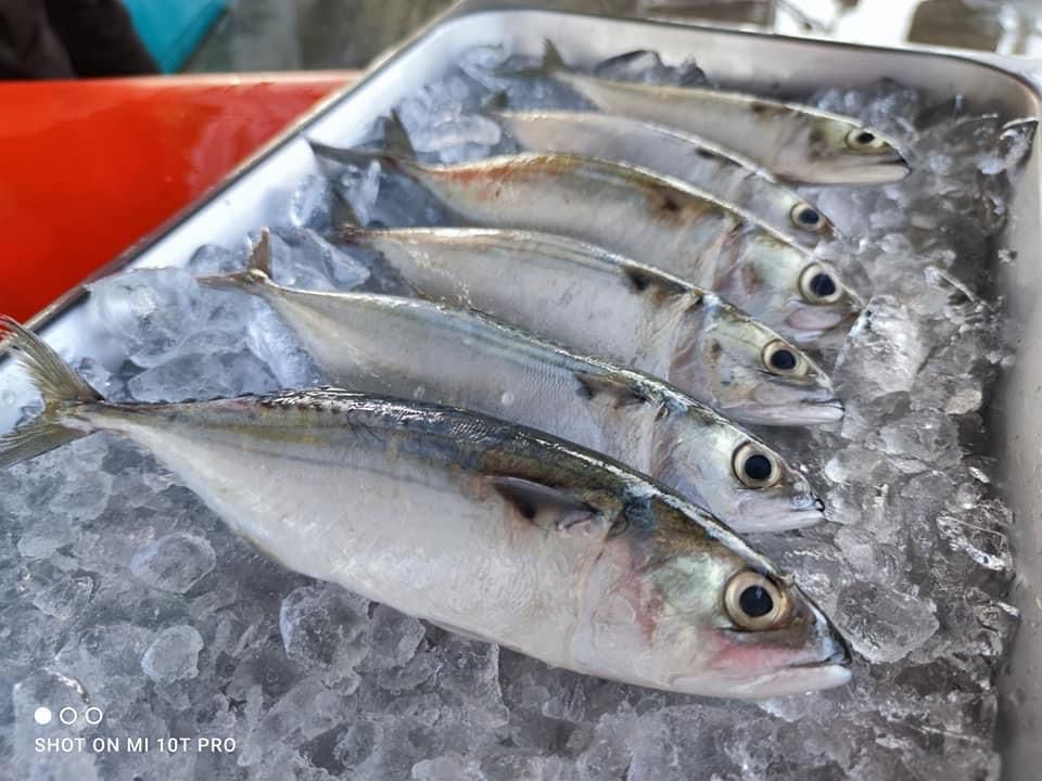 RAHASIA PINTAR: Perbanyak konsumsi Ikan Kembung.