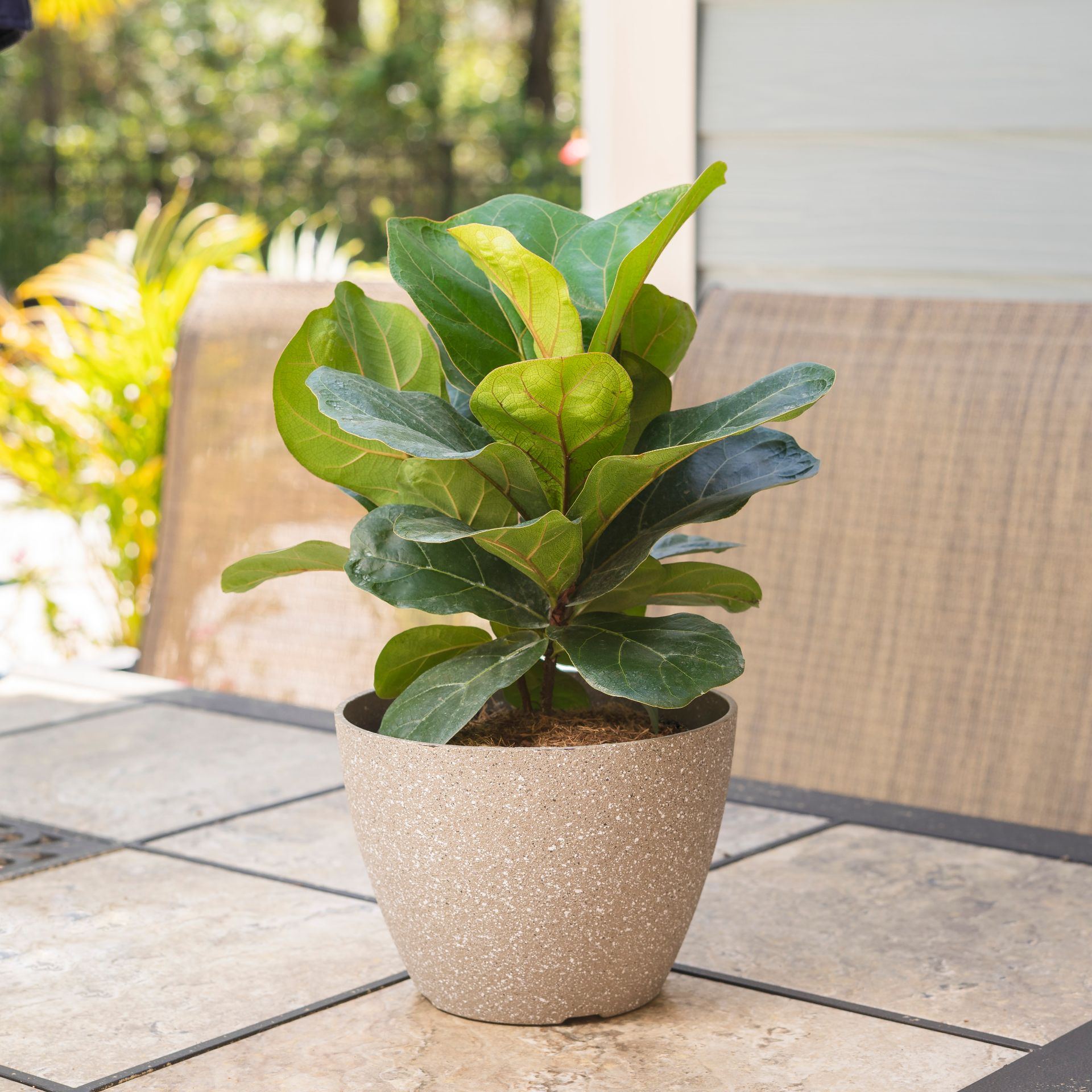 TANAMAN SULTAN: Tanaman ketapang biola atau fiddle leaf fig.