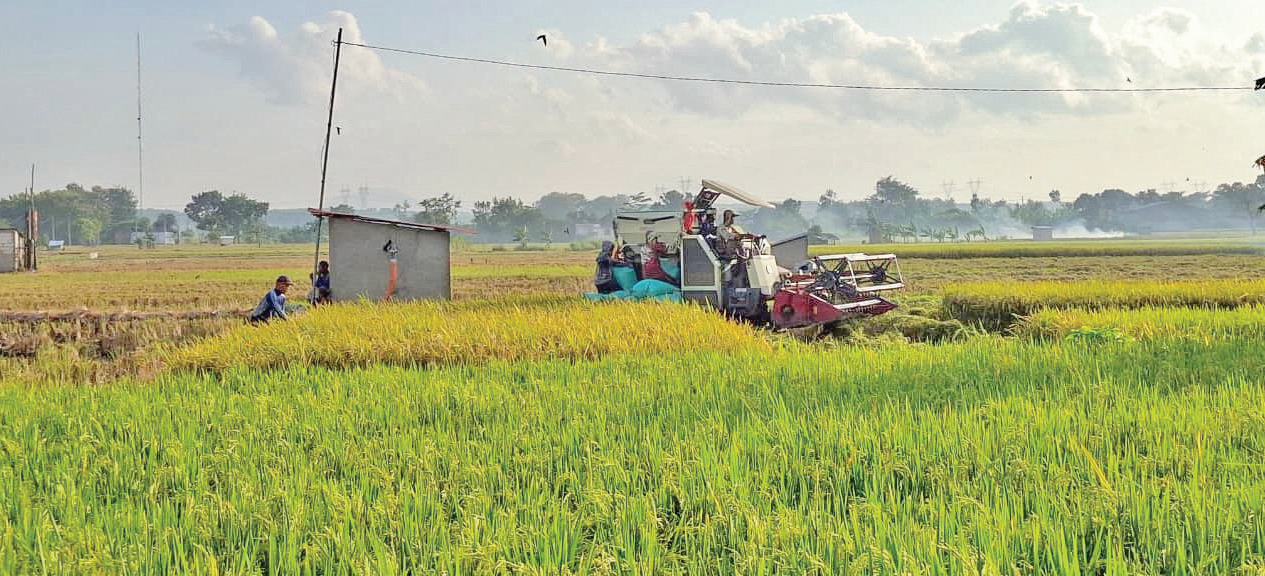 MULAI PANEN: Petani di Kecamatan Dander Mulai panen, harga pembelian bulog lebih murah, dibanding ke tengkulak.