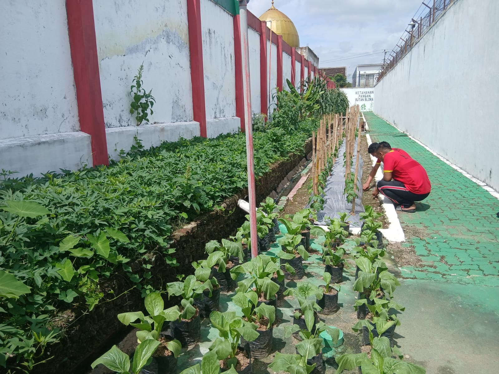 KETAHANAN PANGAN: Para warga binaan di Rutan Kelas IIB Blora diajari berkebun hingga beternak.