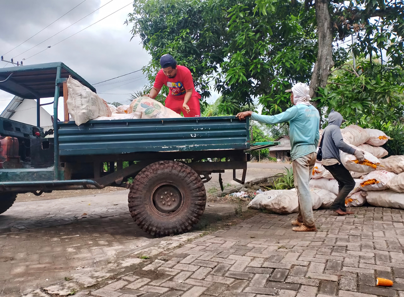 PANEN: Petani di Desa Sumberarum. Kecamatan Dander sedang memasuki musim panen jagung.