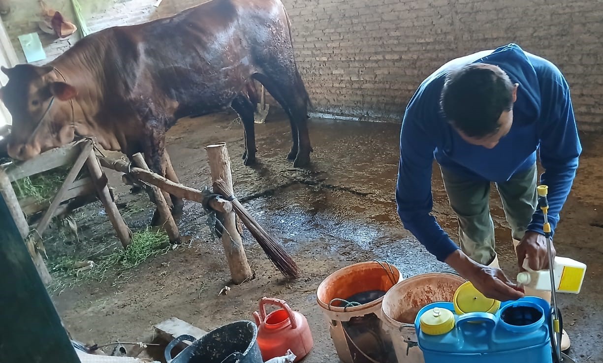 WASPADA: Virus PMK telah mengancam peternak sapi di Desa Dolokgede, Kecamatan Tambakrejo. Hingga Sabtu (31/1) dua ekor sapi mati dan 10 sapi lainnya.