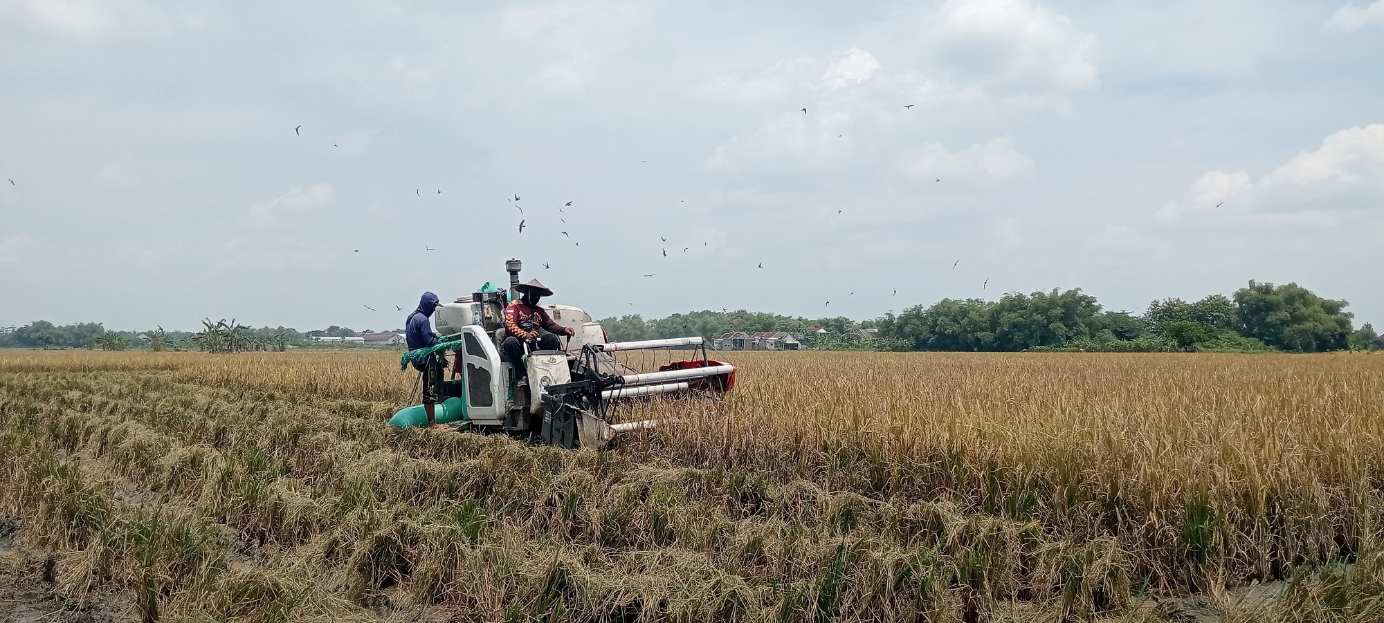 PANEN PADI: Petani sedang memanen padi dengan alat mesin pertanian, DKPP tahun ini menargetkan 400 sumur bor, namun masih menunggu hasil konsultasi kejari.