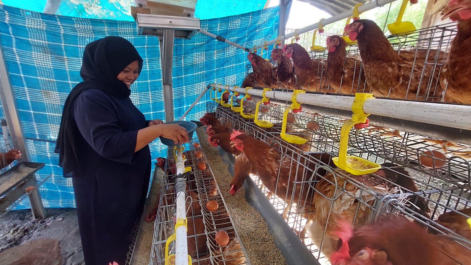 AYAM PETELUR: Ayam dari bantuan program Gayatri di Desa Mori Kecamatan Trucuk.