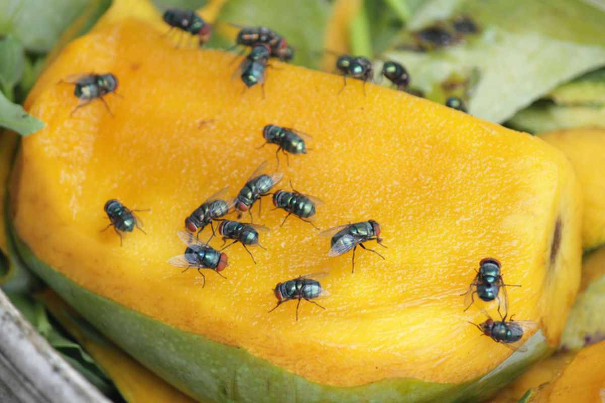 TIPS: Cara-cara mengusir lalat yang efektif.