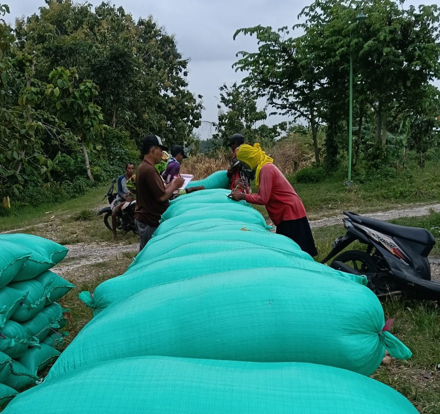 MENIMBANG GABAH: Petani sedang menimbang gabah hasil panen, harga di lapangan Rp 6.700 per kelogram, lebih mahal dibanding pembelian bulog dengan harga Rp 6.500 per kilogram.