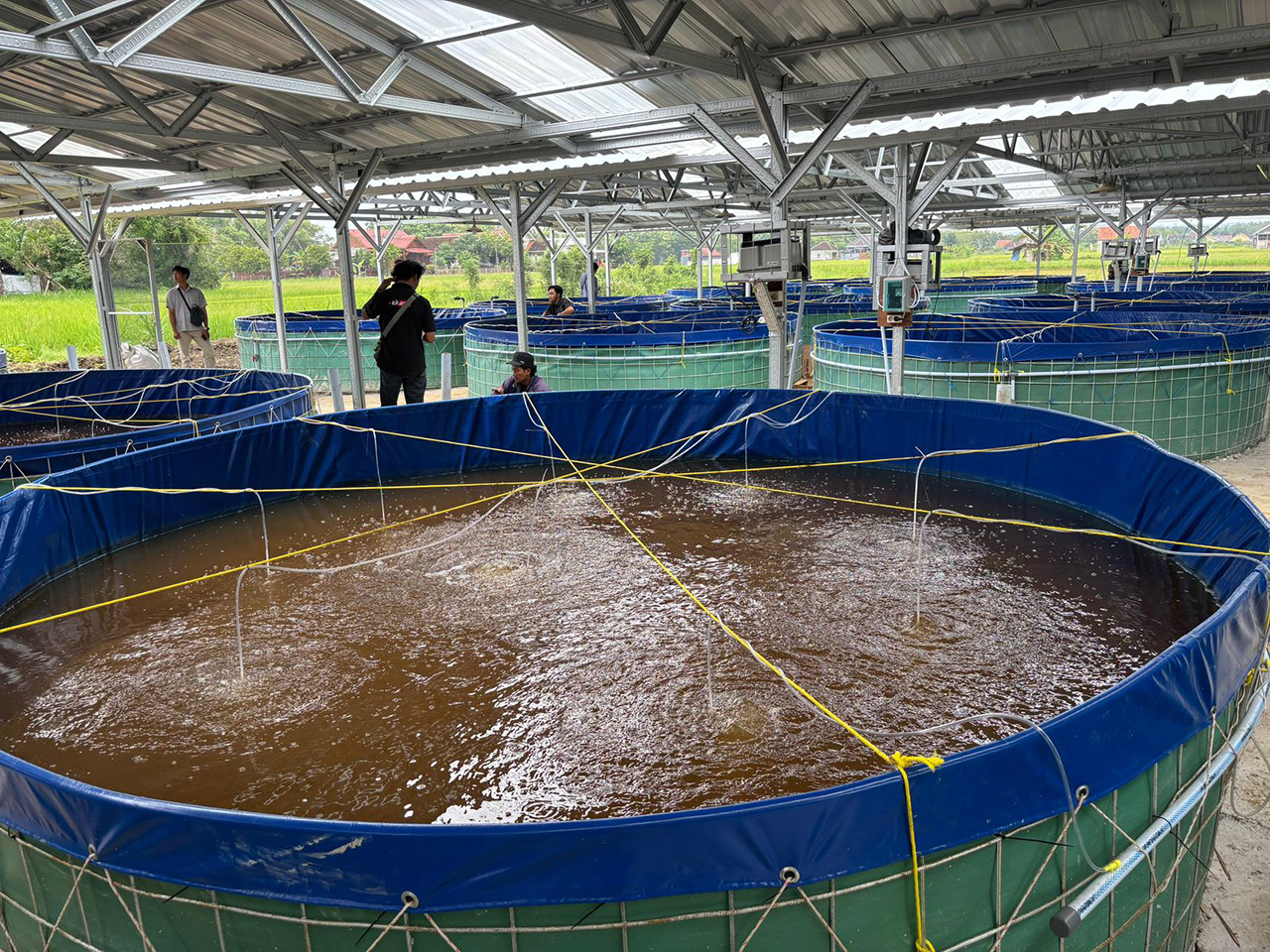 TERNAK LELE: KKMP Kunden mendapat bantuan dari KKP RI sebanyak 24 kolam bioflok lele.