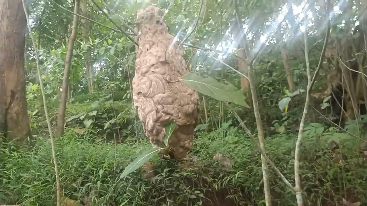 SARANG TAWON: Usir dan basmi sarang tawon dan lebah.