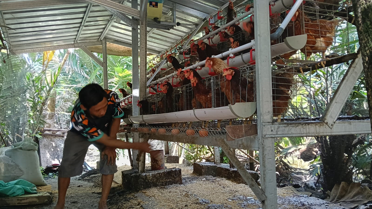 PRODUKTIF: Salah satu KPM usia produktif sedang membersihkan kandang ayam gayatri, salah satu program prioritas Bupati Wahono dan Nurul Azizah.