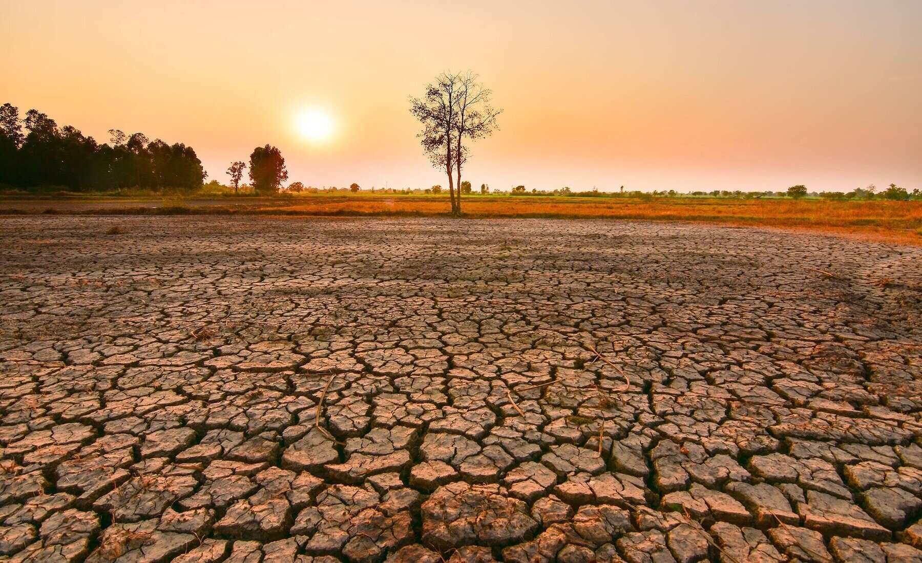 EL NINO: Tahun ini berpotensi terjadi fenomena El Nino menurut prediksi BMKG.