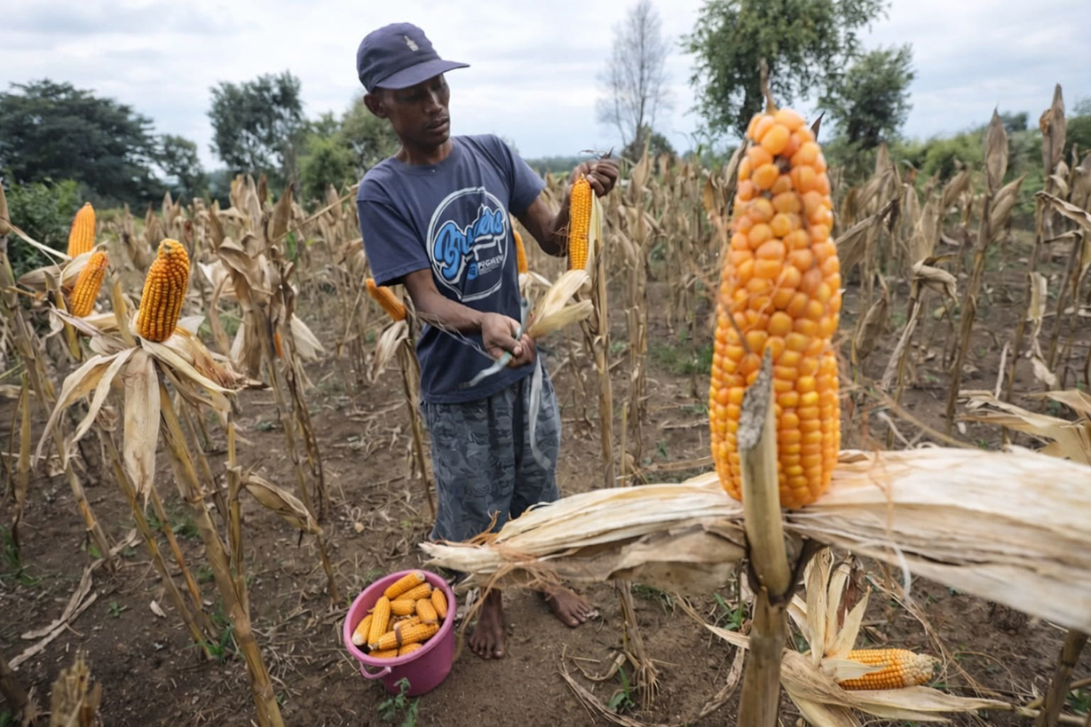 PANEN: Petani yang menggunakan lahan Perhutani saat memanen jagung. 