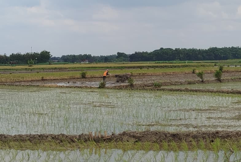POTENSI DAERAH: Pertanian padi menjadi salah satu sektor andalan Kabupaten Blora. 