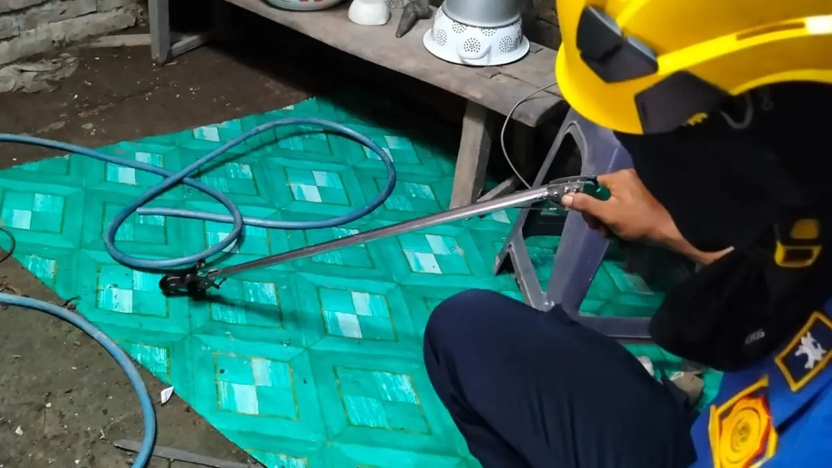 TANGKAP ULAR: Petugas menangkap ular di salah satu rumah warga. (ISTIMEWA/RADAR BOJONEGORO)